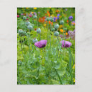 Recherche de fancy cartes postales Fleurs