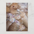 Recherche de tas cartes postales Animal