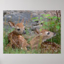 Recherche de bambi posters Bébé