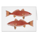 Recherche de brochet de mer Bonefish