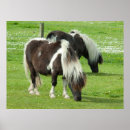 Recherche de poney shetland posters Cheval
