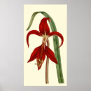 Recherche de amaryllis posters Maison