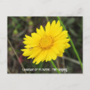 Recherche de fleur de cosmos posters Abeille