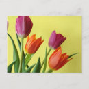 Recherche de tulipe cartes postales Paysage