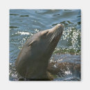 Recherche de otarie magnets Mer