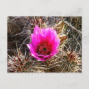Recherche de épineux cartes postales Floral