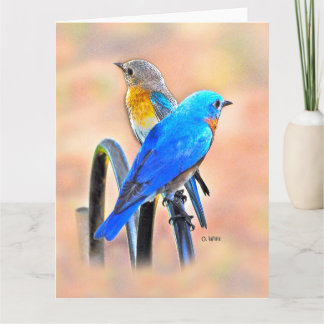 010 matte de la carte 8.5x11 d'amour d'oiseau bleu