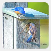 020 Sticker de nidification des oiseaux bleus 1,5x