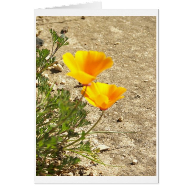 100_0221 (Devant)