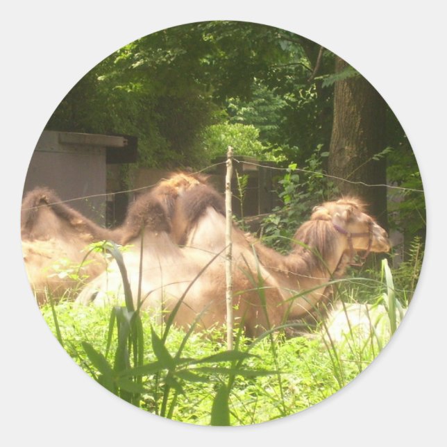 100_1373 - Stickers Camel (Devant)