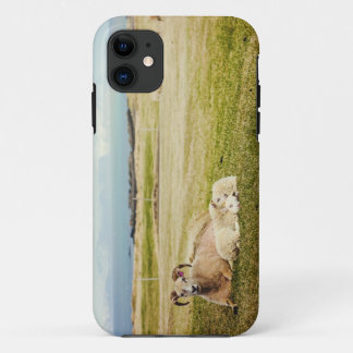11 Coque iphone islandais de moutons