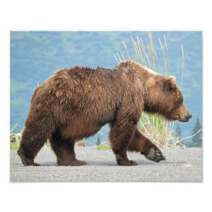 11" x 14" photo d'ours gris