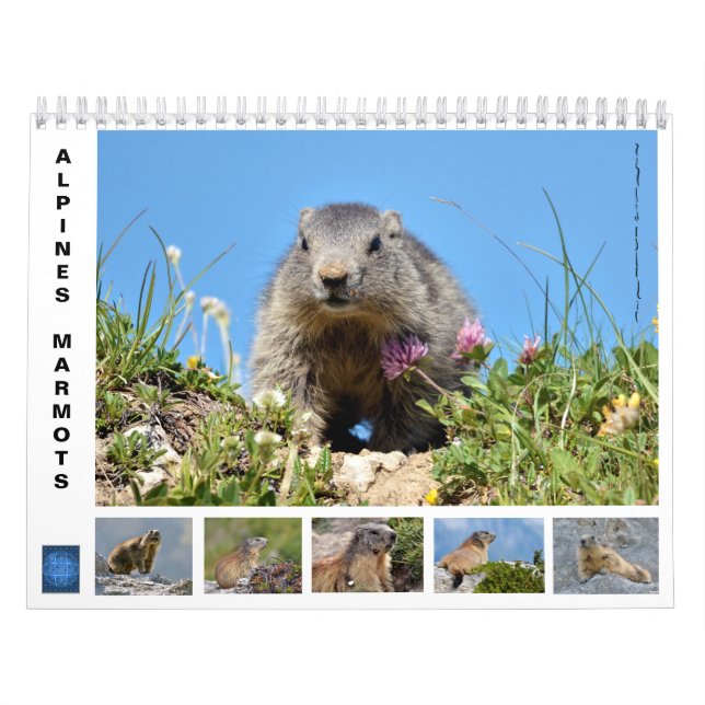 12 mois calendrier des marmottes alpines (Protection)