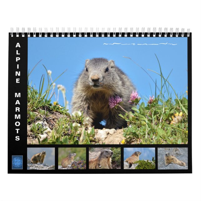 12 mois calendrier des marmottes alpines (Protection)