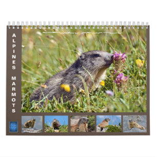 12 mois calendrier des marmottes alpines 2025