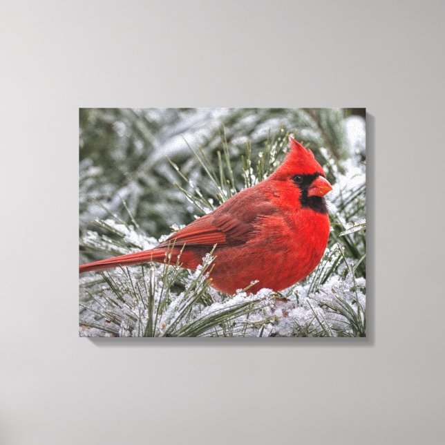 12 x 12 toile Imprimer Le Cardinal Rouge (Recto)