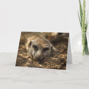 12ème carte d'anniversaire de Zaphod 4