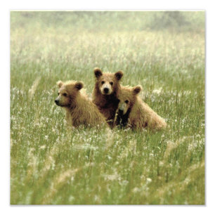 12x12 Photo satinée de oursons grizzlis