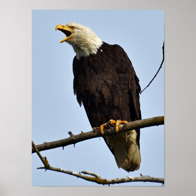 12x16   Poster (Matte) w/ eagle (Devant)