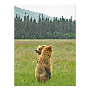 12x16 Satin photo d'arrivée des oursons du grizzl