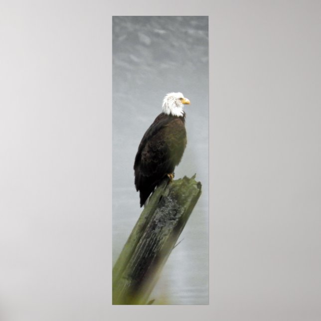 12x36 Poster Paper (Matte) d'aigle (Devant)
