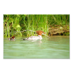 12x8 Satin photo de canard & canard
