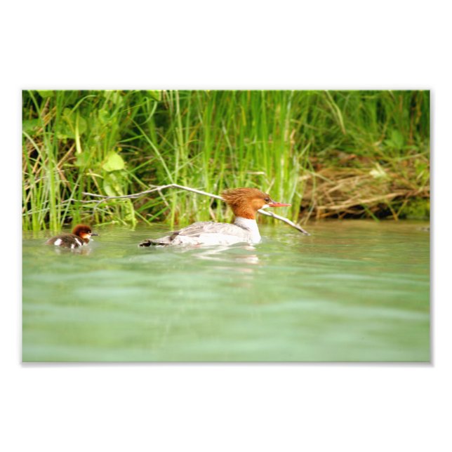 12x8 Satin photo de canard & canard (Devant)