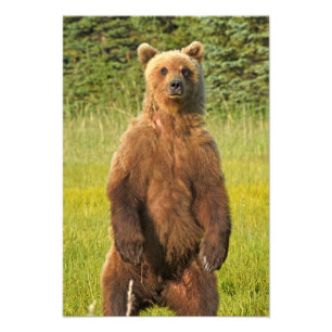 13x19 Photo satinée de l'ours grizzli