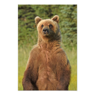 13x19 Photo satinée de l'ours grizzli