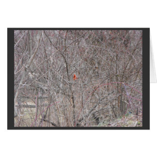 ~ 14 d'hiver