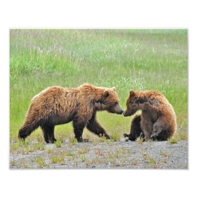 14x11 Photo satinée de oursons grizzlis (Devant)