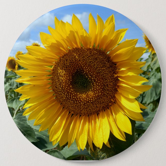 15,2 Cm Badge rond colossal de tournesol (Devant)