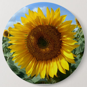 15,2 Cm Badge rond colossal de tournesol