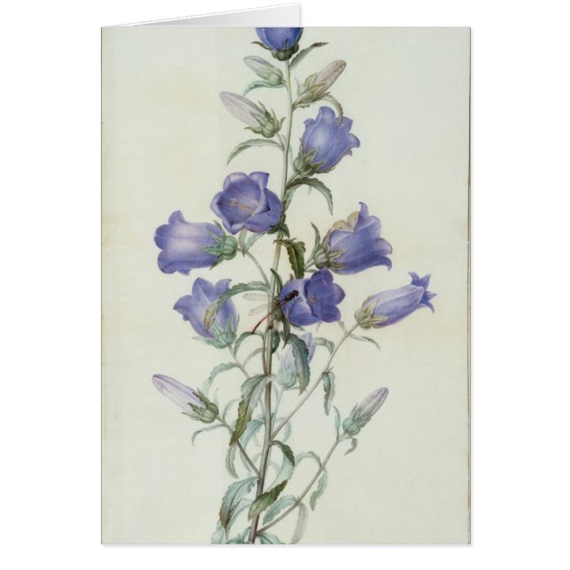 15 : Campanula : Milieu 1787 (Devant)