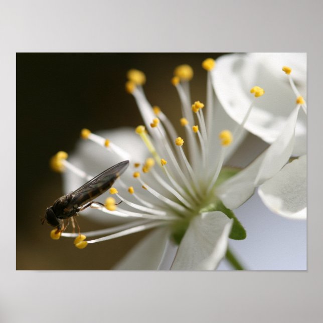 16" x 12", Value Poster Paper (Matte) (Devant)
