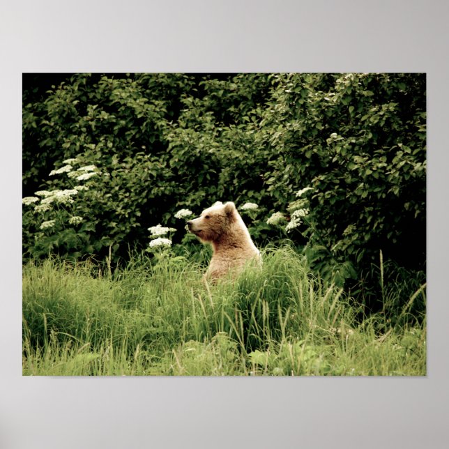 16x12 Poster Paper (Matte) de grizzli (Devant)
