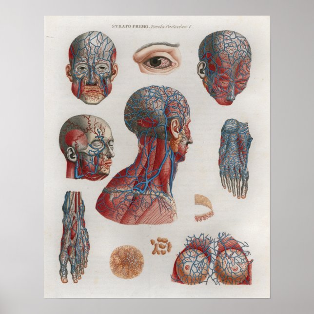 1833 Vintage Veins Head Face Anatomy Poster (Devant)
