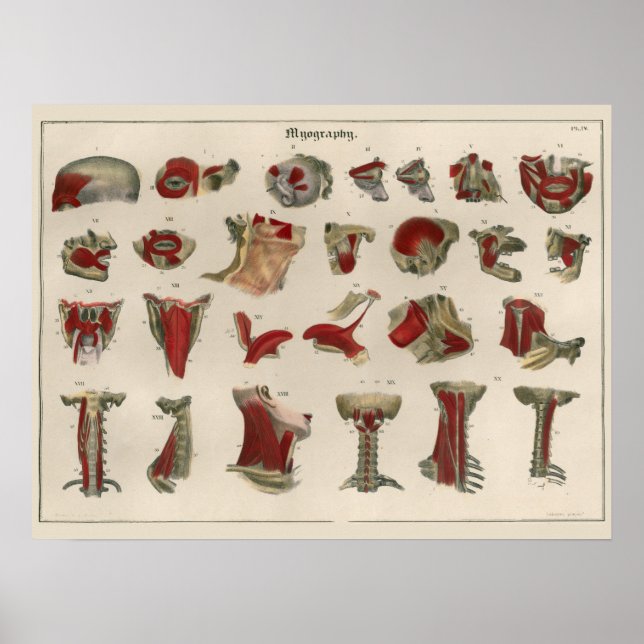 1837 Vintage Muscle Anatomy Art Poster (Devant)