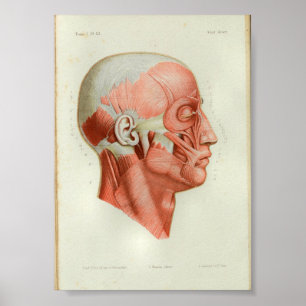 1844 Vintage Anatomie Impression Muscles Face