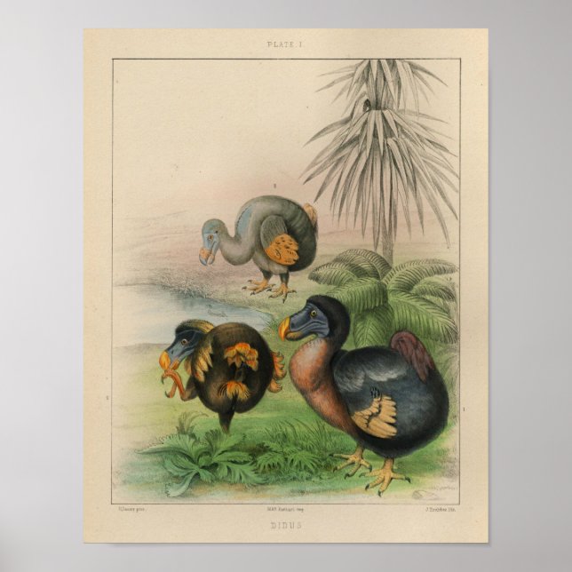 1866 Dodo Bird couleur Vintage impression (Devant)