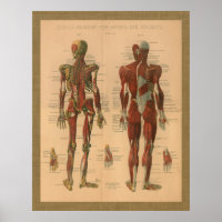 1888 Poster vintage d'anatomie des muscles squelet