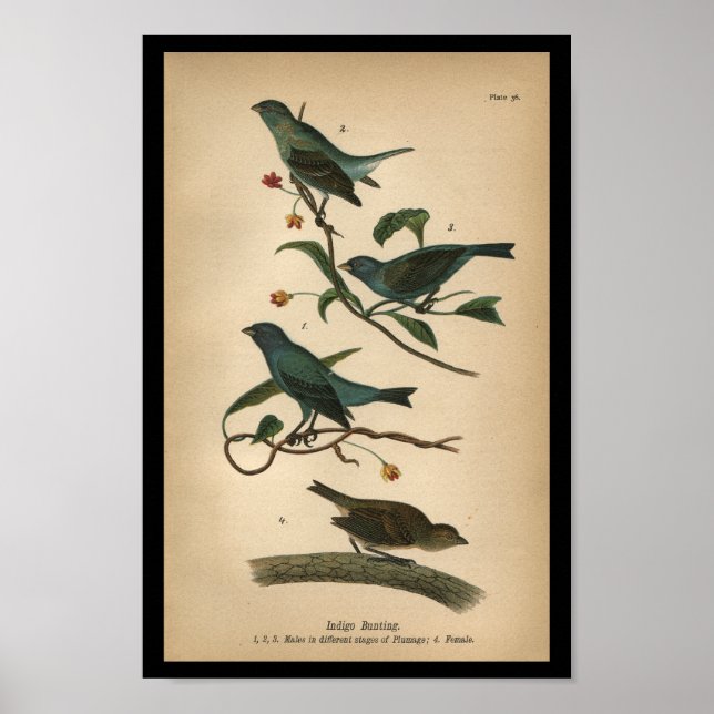 1890 Impression d'oiseaux Bunting Indigo (Devant)