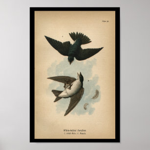 1890 Impression d'oiseaux Hirondelle à ventre blan