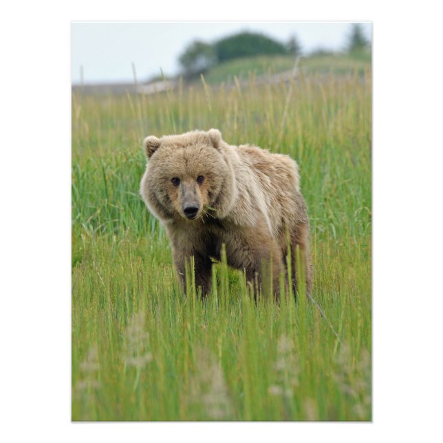 18x24 Satin photo de grizzli (Devant)