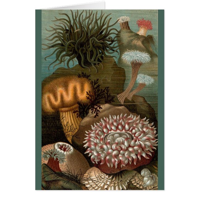 19e century print sea anemones (Devant)