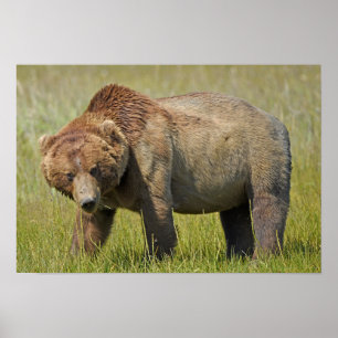 19x13 Poster Paper (Matte) de grizzli