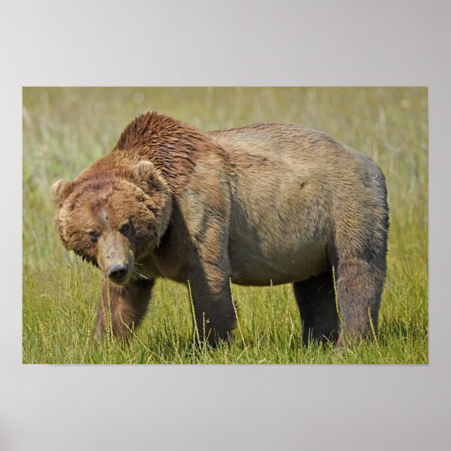 19x13 Poster Paper (Matte) de grizzli (Devant)