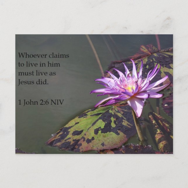 1 John 2:6 Purple Pond Lily Carte postale (Devant)