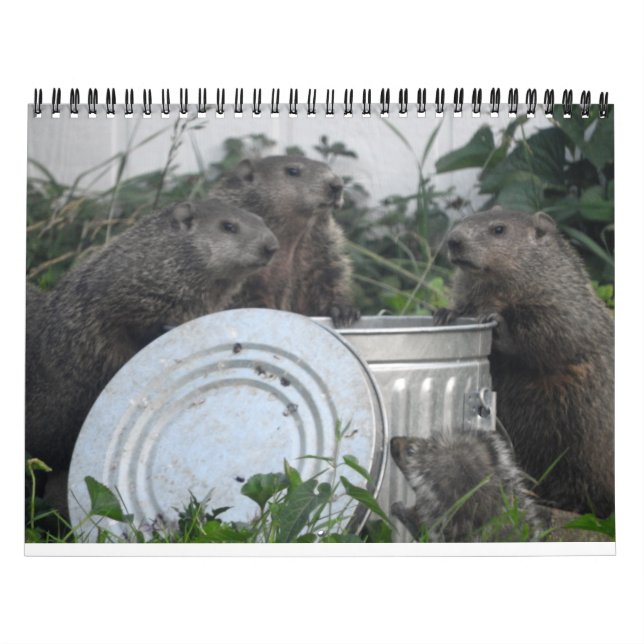 2022 12 mois Calendrier des murs photo de marmotte (Protection)