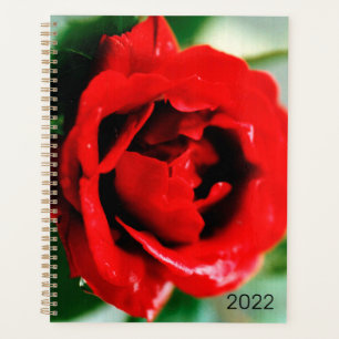 2022 Magnifique rose rouge avec gouttes de rosée